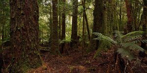 Tarkine/takayna