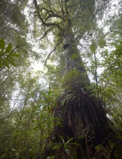 © Rob Blakers Tarkine/takayna