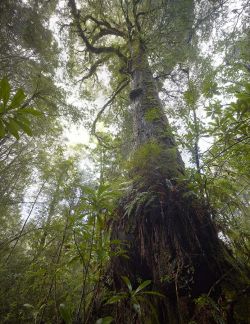 © Rob Blakers Tarkine/takayna