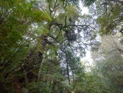 © Rob Blakers Tarkine/takayna