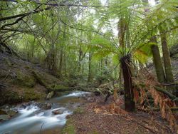 © Rob Blakers Tarkine/takayna