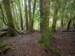 © Rob Blakers Tarkine/takayna