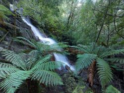 © Rob Blakers Tarkine/takayna