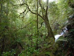 © Rob Blakers Tarkine/takayna