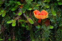 © Peter Walsh Weld Valley.