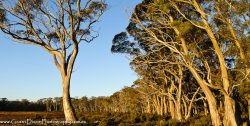 © Grant Dixon Snowgum woodland fringing alpine plain, Skullbone Plains.