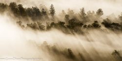 © Grant Dixon Weld forest mist.
