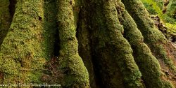 © Grant Dixon Mossy root butresses of Myrtle (Southern Beech) tree in temperate rainforest. Weld Valley.