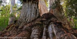 © Grant Dixon Multiple trunks of tall Eucalypt trees (Stringybark, Eucalyptus obliqua), Weld Valley.
